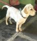 Labrador Retriever Puppies for sale in Kalyandurg, Andhra Pradesh 515761, India. price: 1000 INR
