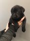 Labrador Retriever Puppies for sale in Weatherford, TX 76088, USA. price: NA