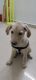 Labrador Retriever Puppies for sale in ABODE VALLEY, 54, Kakkan St, Potheri, Chennai, Tamil Nadu 603203, India. price: 9000 INR