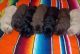Labrador Retriever Puppies for sale in Avery, TX 75554, USA. price: $600