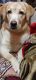 Labrador Retriever Puppies for sale in Sector 62, Noida, Uttar Pradesh, India. price: 7000 INR