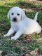 Labrador Retriever Puppies for sale in Sulligent, AL 35586, USA. price: NA