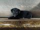Labrador Retriever Puppies for sale in Columbia City, IN 46725, USA. price: $350