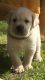 Labrador Retriever Puppies for sale in Fuquay-Varina, NC, USA. price: $120,000