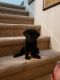 Labrador Retriever Puppies for sale in Windermere, FL 34786, USA. price: NA