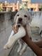 Labrador Retriever Puppies for sale in Madurai, Tamil Nadu, India. price: NA