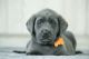 Labrador Retriever Puppies for sale in Punta Gorda, FL, USA. price: NA