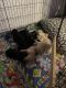 Labrador Retriever Puppies for sale in Fullerton, CA 92835, USA. price: NA