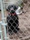Labrador Retriever Puppies for sale in Lakewood, WA, USA. price: $1,000
