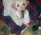 Labrador Retriever Puppies for sale in Austin, MN 55912, USA. price: NA