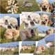 Labrador Retriever Puppies for sale in Bhilwara, Rajasthan, India. price: 15000 INR