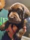 Labrador Retriever Puppies for sale in Bronson, MI 49028, USA. price: NA