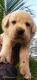 Labrador Retriever Puppies for sale in Nookampalayam, Arasankalani, Sithalapakkam, Chennai, Tamil Nadu 600119, India. price: 12000 INR
