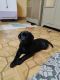 Labrador Retriever Puppies for sale in New Panvel East, Panvel, Navi Mumbai, Maharashtra 410206, India. price: 10000 INR