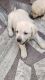 Labrador Retriever Puppies for sale in Faridabad, Haryana, India. price: 13000 INR