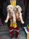 Labrador Retriever Puppies for sale in Dehradun, Uttarakhand, India. price: 8000 INR