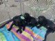 Labrador Retriever Puppies for sale in Vallejo, CA, USA. price: NA