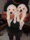 Labrador Retriever Puppies for sale in Laxmi Nagar, New Delhi, Delhi, India. price: 17000 INR