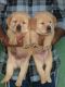 Labrador Retriever Puppies for sale in Laxmi Nagar, New Delhi, Delhi, India. price: 16000 INR