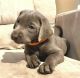 Labrador Retriever Puppies for sale in Villa Hills, KY 41017, USA. price: NA