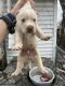 Labrador Retriever Puppies for sale in Alexandria, LA, USA. price: NA