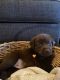 Labrador Retriever Puppies for sale in Bakersfield, CA 93307, USA. price: NA