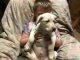 Labrador Retriever Puppies for sale in Gate City, VA, USA. price: NA