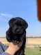 Labrador Retriever Puppies for sale in Morganfield, KY 42437, USA. price: NA