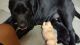 Labrador Retriever Puppies for sale in Bahadurpura, Hyderabad, Telangana 500064, India. price: 25000 INR