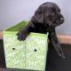 Labrador Retriever Puppies for sale in Holmen, WI, USA. price: NA