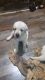 Labrador Retriever Puppies for sale in Saibaba Nagar, Borivali West, Mumbai, Maharashtra, India. price: 22000 INR