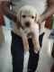 Labrador Retriever Puppies for sale in Addison Nagar Main Rd, Sendur Puram, Kattupakkam, Chennai, Tamil Nadu 600056, India. price: 17000 INR