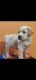Labrador Retriever Puppies for sale in Delhi, India. price: 14000 INR