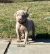 Labrador Retriever Puppies for sale in New Holland, PA 17557, USA. price: $1,200