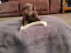 Labrador Retriever Puppies for sale in Cando, ND 58324, USA. price: NA