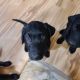 Labrador Retriever Puppies for sale in Bloomfield, NM 87413, USA. price: NA
