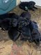 Labrador Retriever Puppies for sale in Adams, WI, USA. price: $500