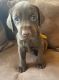 Labrador Retriever Puppies for sale in Brookings, SD 57006, USA. price: NA