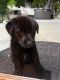 Labrador Retriever Puppies for sale in Diamond Bar, CA, USA. price: $500