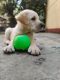 Labrador Retriever Puppies for sale in Kokan Hospital, Indira Nagar, Jogeshwari East, Mumbai, Maharashtra 400060, India. price: 20000 INR