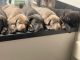 Labrador Retriever Puppies for sale in Montgomery, TX 77356, USA. price: NA