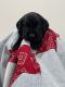 Labrador Retriever Puppies for sale in Hartwell, GA 30643, USA. price: $800