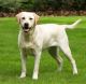 Labrador Retriever Puppies for sale in Nine Mile Falls, WA 99026, USA. price: NA