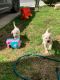Labrador Retriever Puppies for sale in San Diego, CA, USA. price: NA