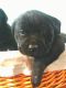 Labrador Retriever Puppies for sale in 219 1st St, Cyrus, MN 56323, USA. price: $300