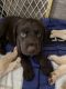 Labrador Retriever Puppies for sale in Salt Lake City, UT, USA. price: $800