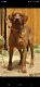 Labrador Retriever Puppies for sale in 58 Cowan Rd, Bailey, CO 80421, USA. price: $950