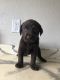 Labrador Retriever Puppies for sale in Wildwood, FL, USA. price: $400