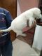 Labrador Retriever Puppies for sale in Najafgarh, New Delhi, Delhi, India. price: 10000 INR