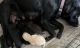 Labrador Retriever Puppies for sale in Tucson, AZ 85743, USA. price: $1,500